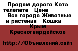  Продам дорого Кота-телепата › Цена ­ 4 500 000 - Все города Животные и растения » Кошки   . Крым,Красногвардейское